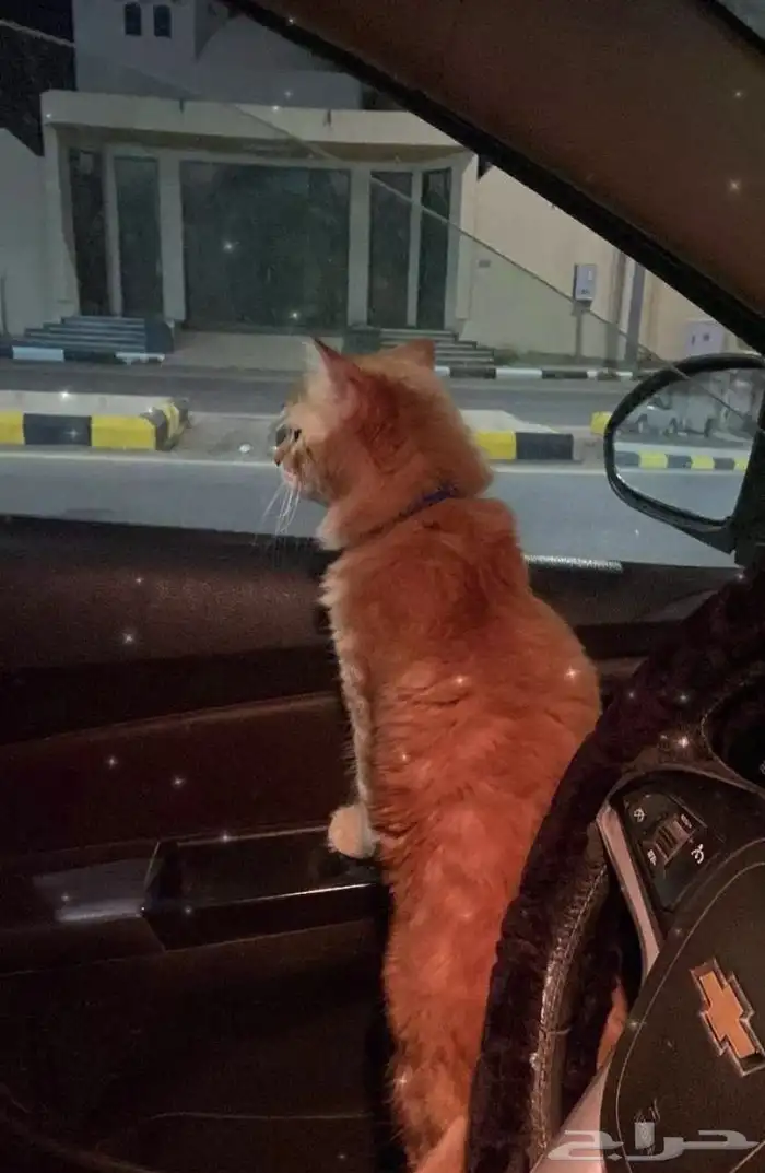 قط مفقود 1