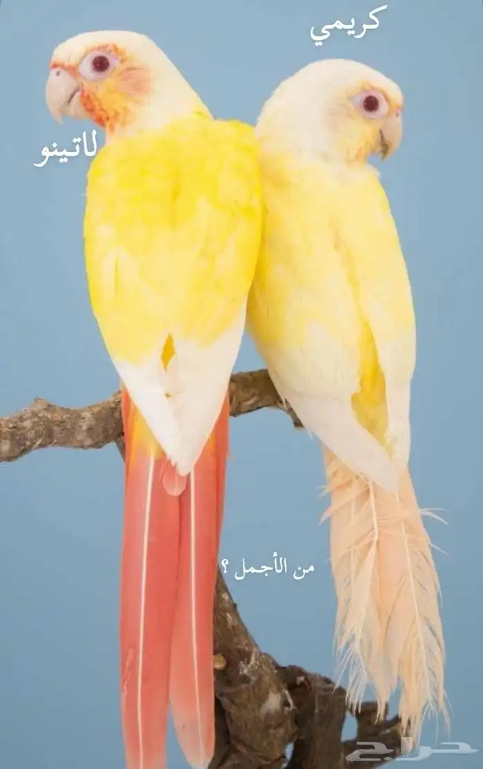 تم البيع فروخ كنيور فالو ( عيون حمراء ) 1