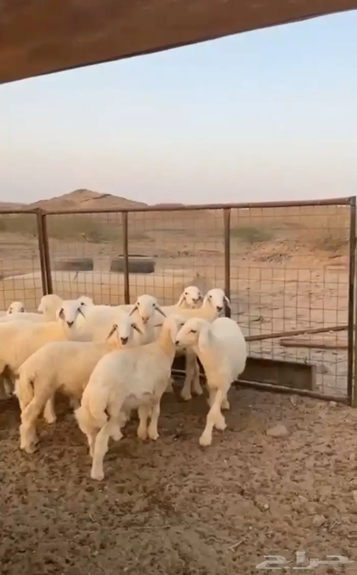 ذبايح خرفان طليان و رخال شي طيب ونظيف شعير و برسيم 0