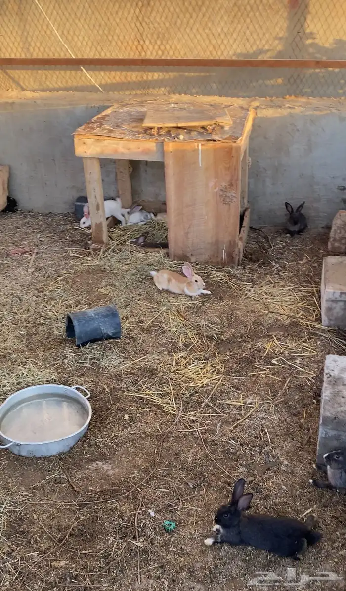 الموقع الكهفه   ارانب للبيع 1