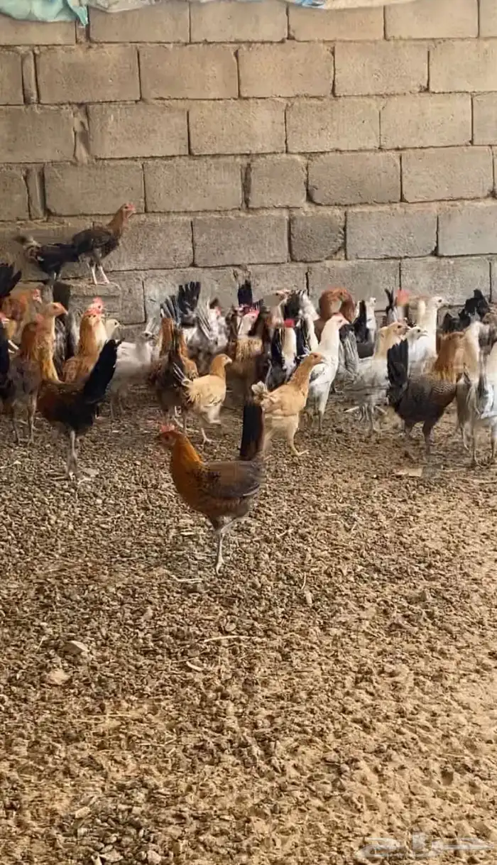 دجاج جمد بلدي وفيومي 1