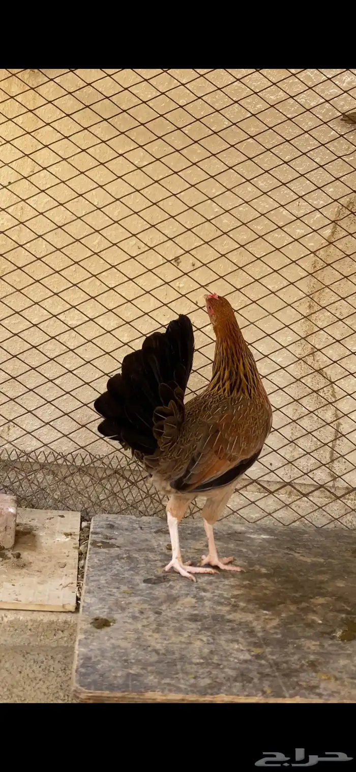 دجاجه بلديه عربيه أصيله ترثه حضانه شرط 3