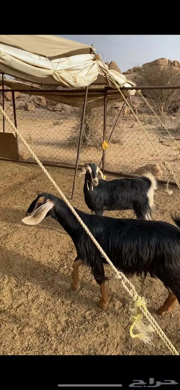عناقين حو للبيع 4