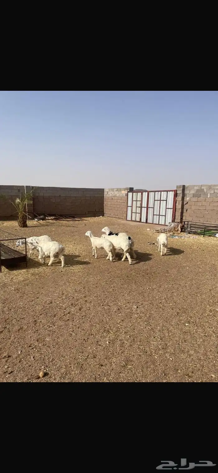 بهم خرفان 5