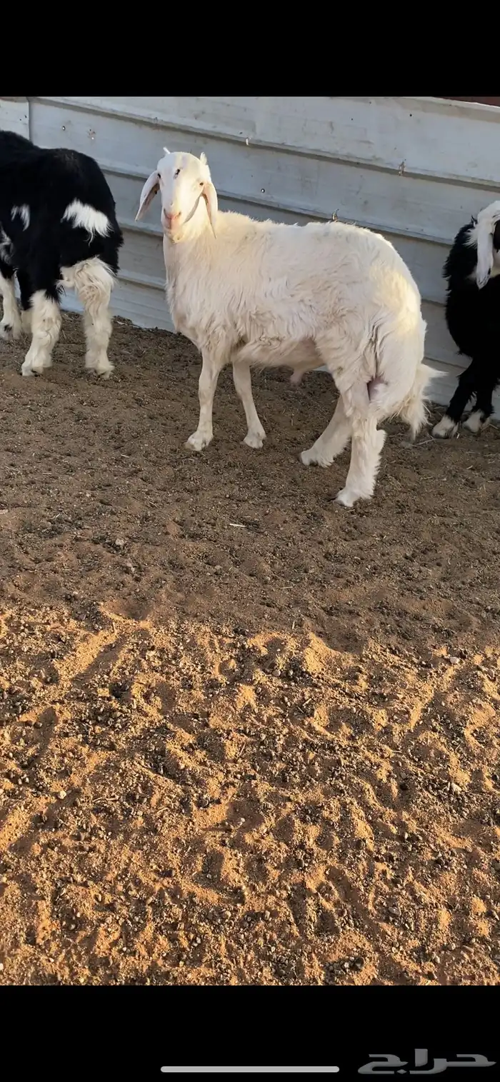 طلي حري جبر ضهره مغلق شحم 0