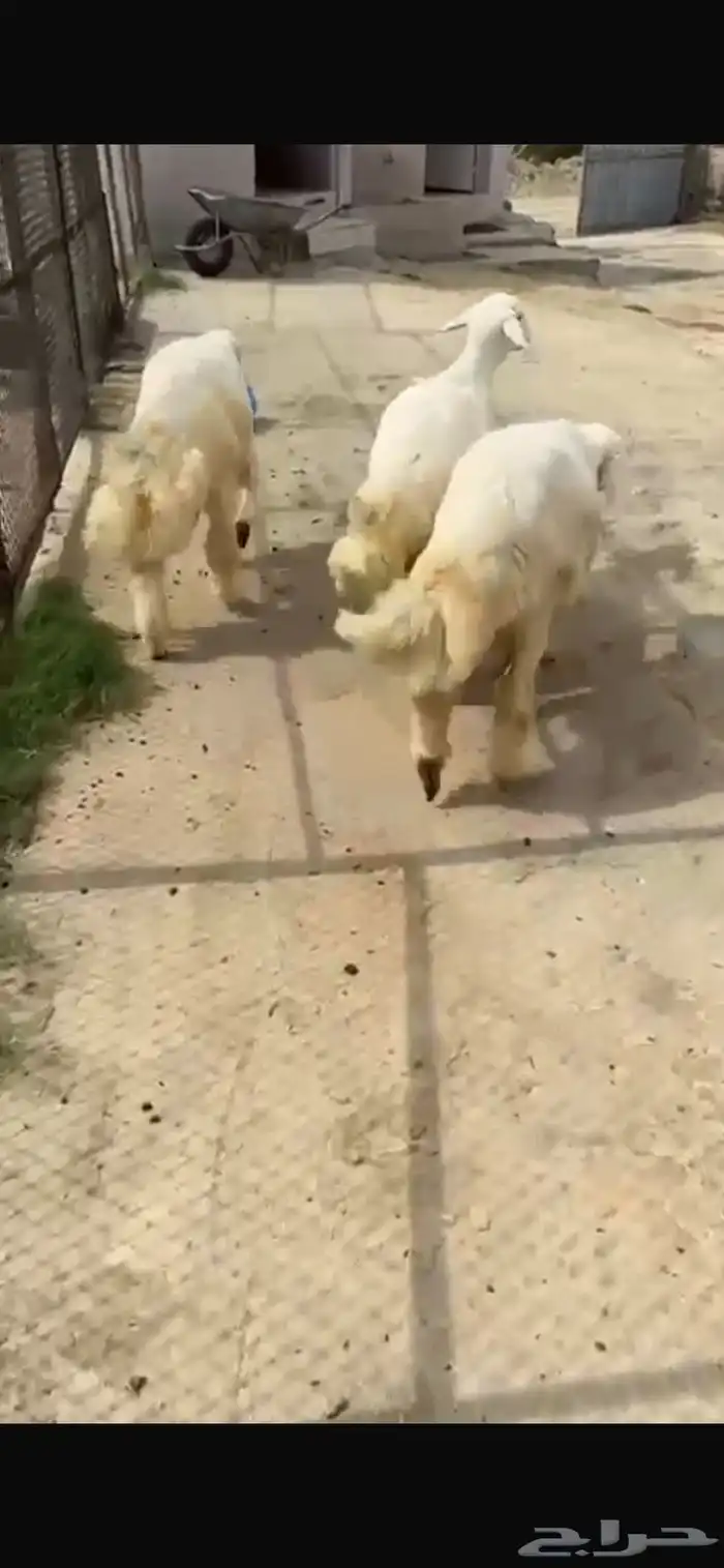 3 خرفان و3 ضان 1