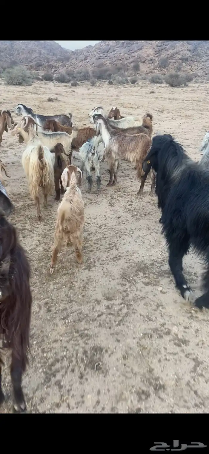 معزا للبيع العدد 23 بفحالها معها 8 2