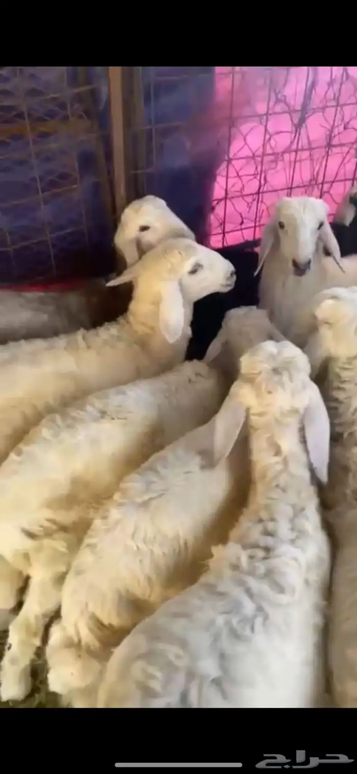 للبيع طليان و رخال سمان وطيبات 1