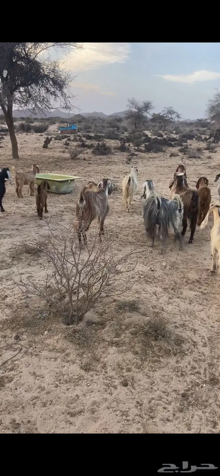 معزا للبيع العدد 23 بفحالها معها 8 5