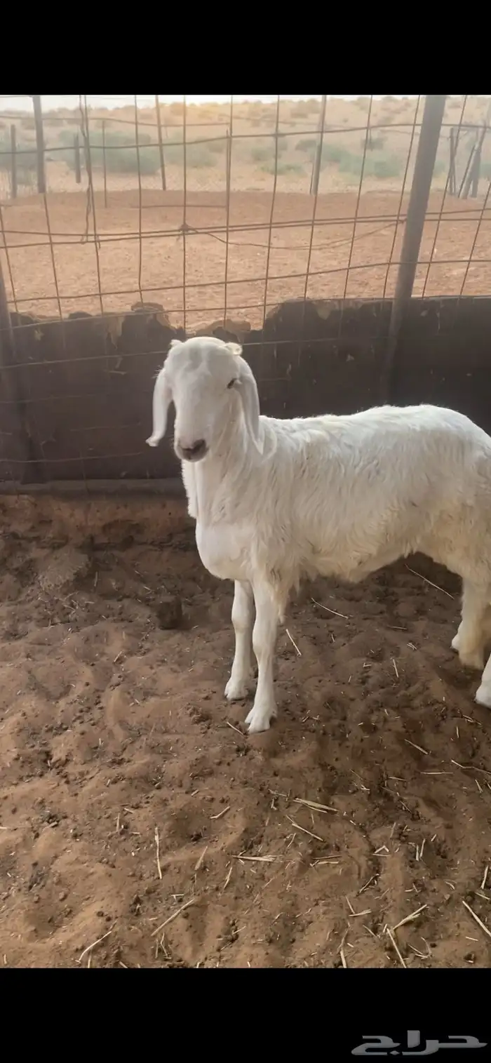 خروف ساكني مخصي 0