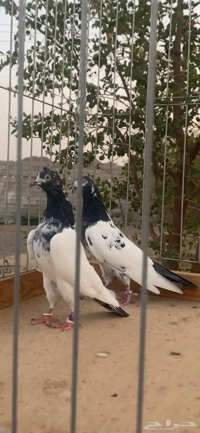 للبيع جوز تيدي 1