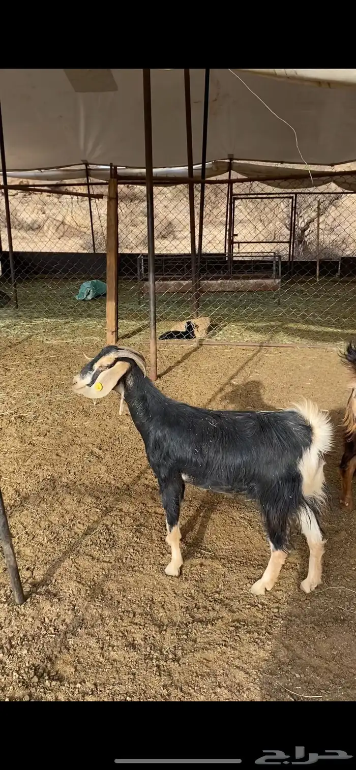 عناقين حو للبيع 3