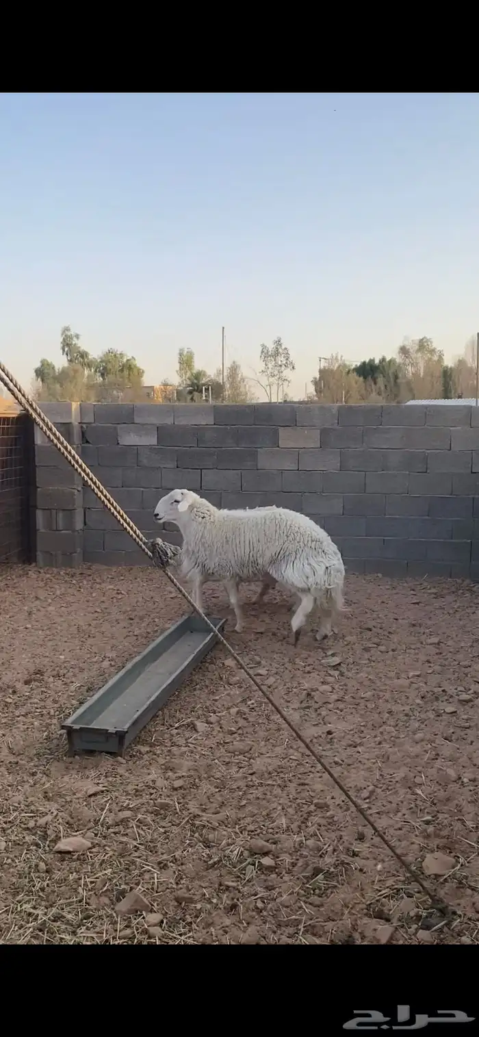 شاه حايل وطلي ثني 2