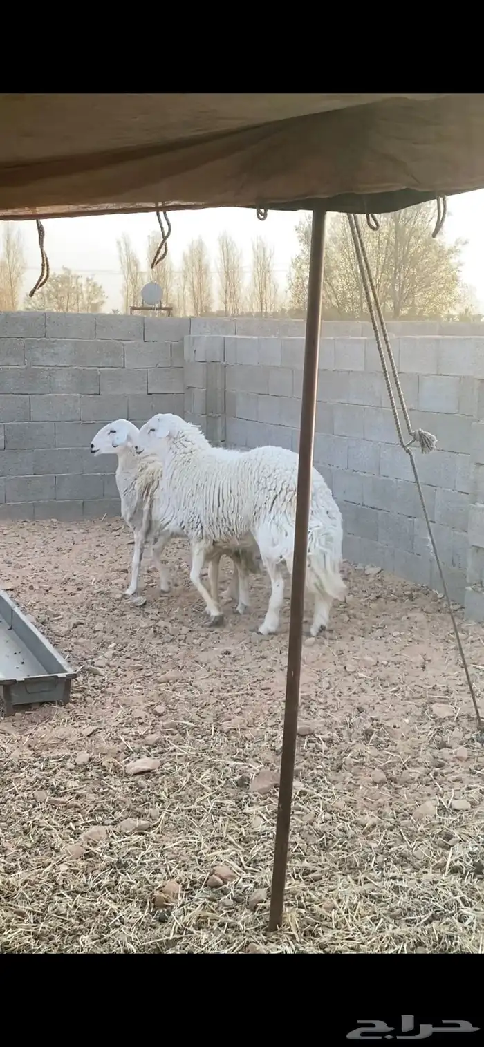 شاه حايل وطلي ثني 3