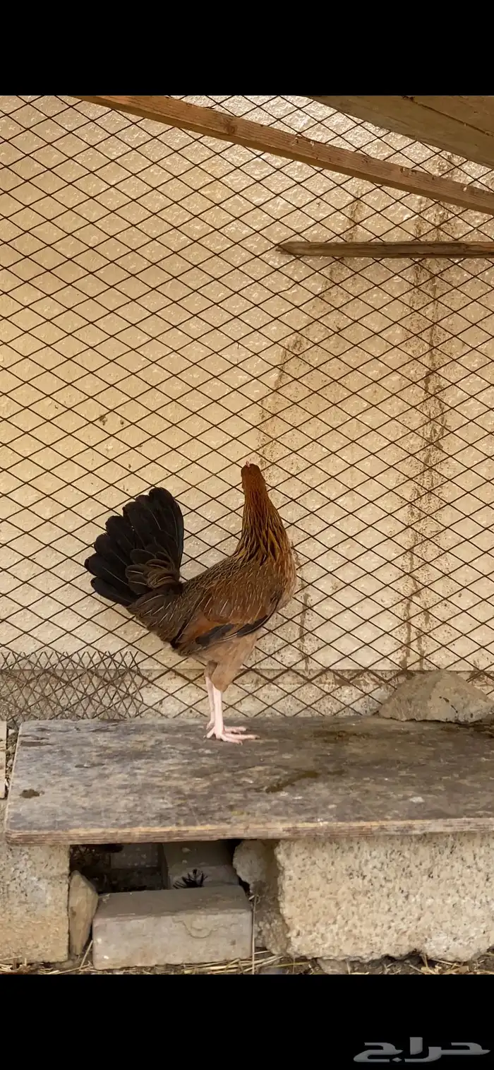 دجاجه بلديه عربيه أصيله ترثه حضانه شرط 1