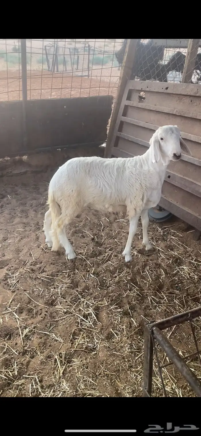 خروف ساكني مخصي 2