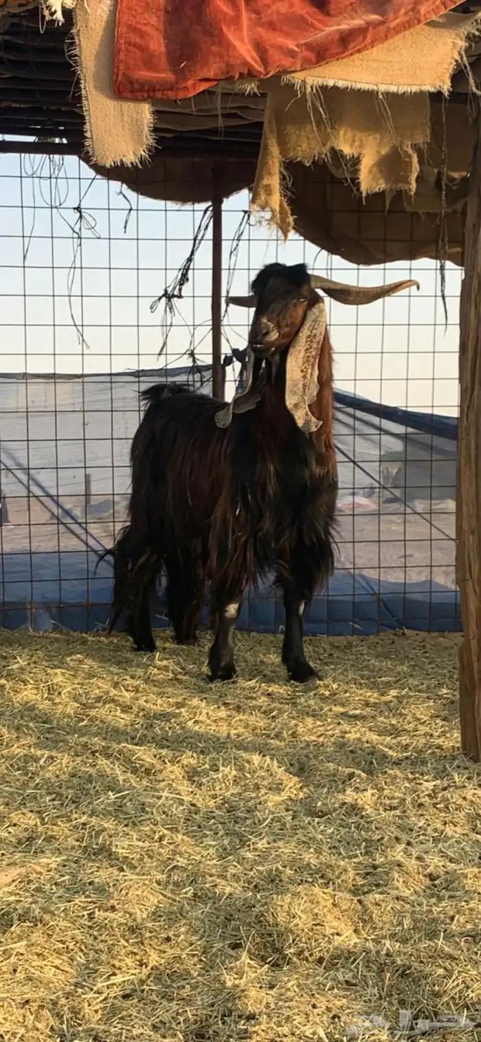 تيس فاخر طيب 0