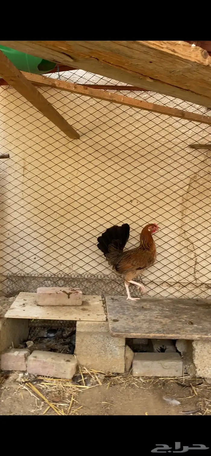 دجاجه بلديه عربيه أصيله ترثه حضانه شرط 0