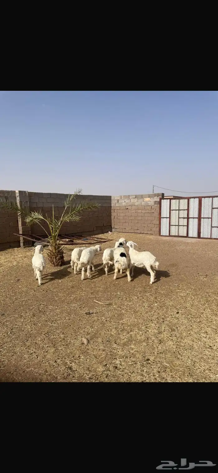 بهم خرفان 1