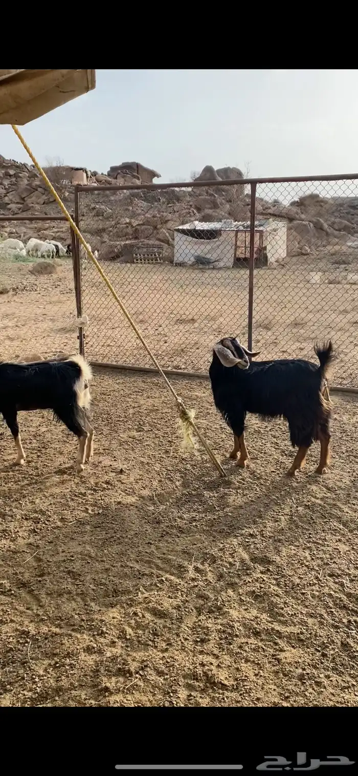 عناقين حو للبيع 1