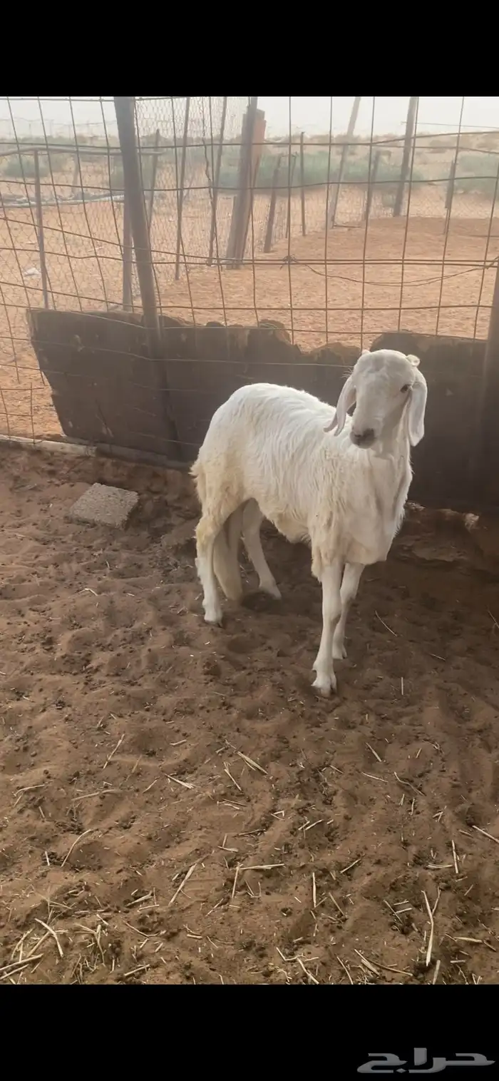 خروف ساكني مخصي 3