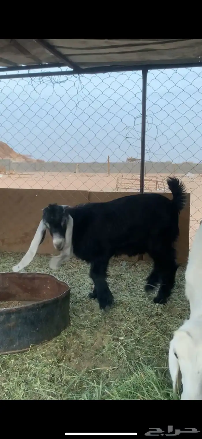 للبيع تيس مشروع فحل عارضي 0