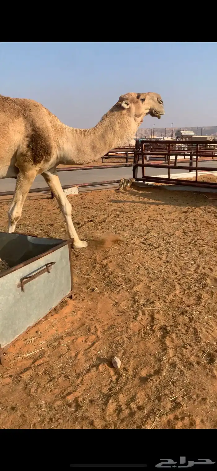 بعير باكستاني مزاين 1