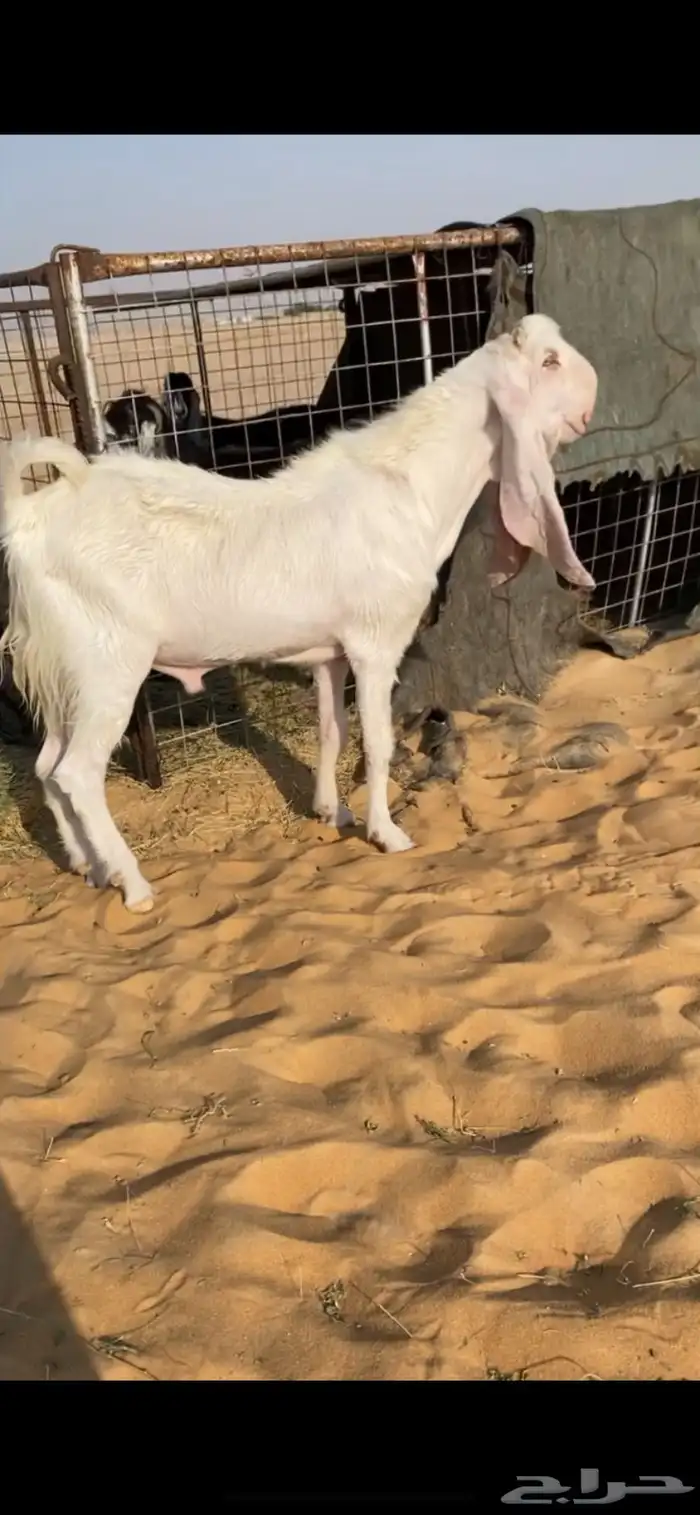 تيس مشروك جذع توه يثني 0
