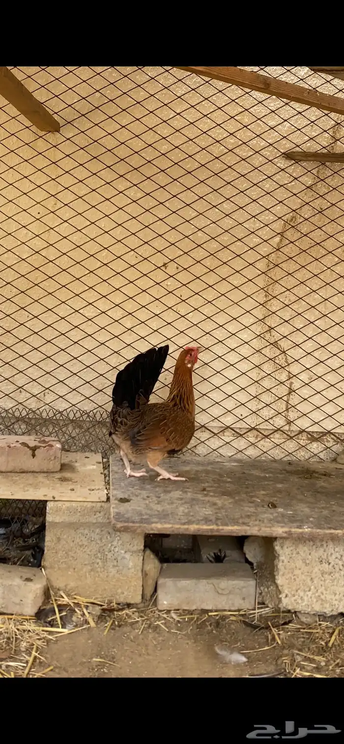دجاجه بلديه عربيه أصيله ترثه حضانه شرط 5