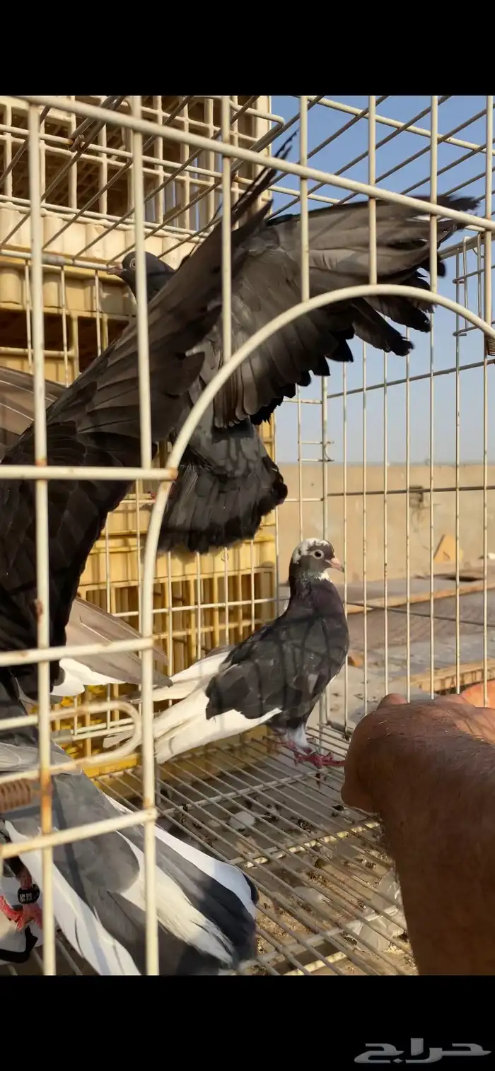 12 قطعة من الحمام القطيفي القلابي القلاب 1