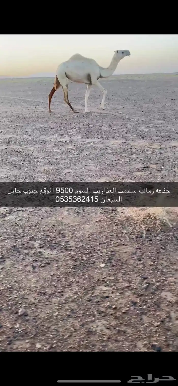 بكره جذعه ضروبه 0