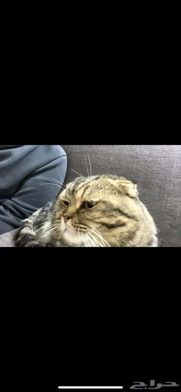 قط سكوتش فولد 0