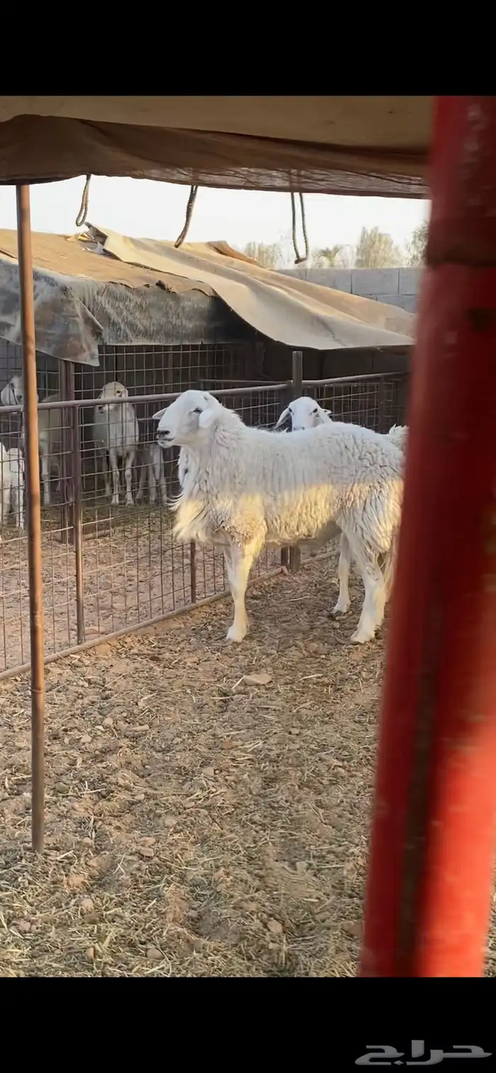 شاه حايل وطلي ثني 0