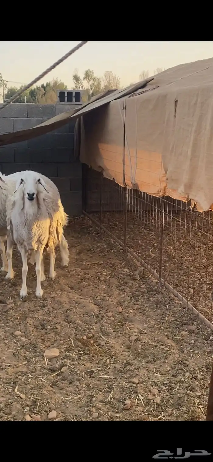 شاه حايل وطلي ثني 1