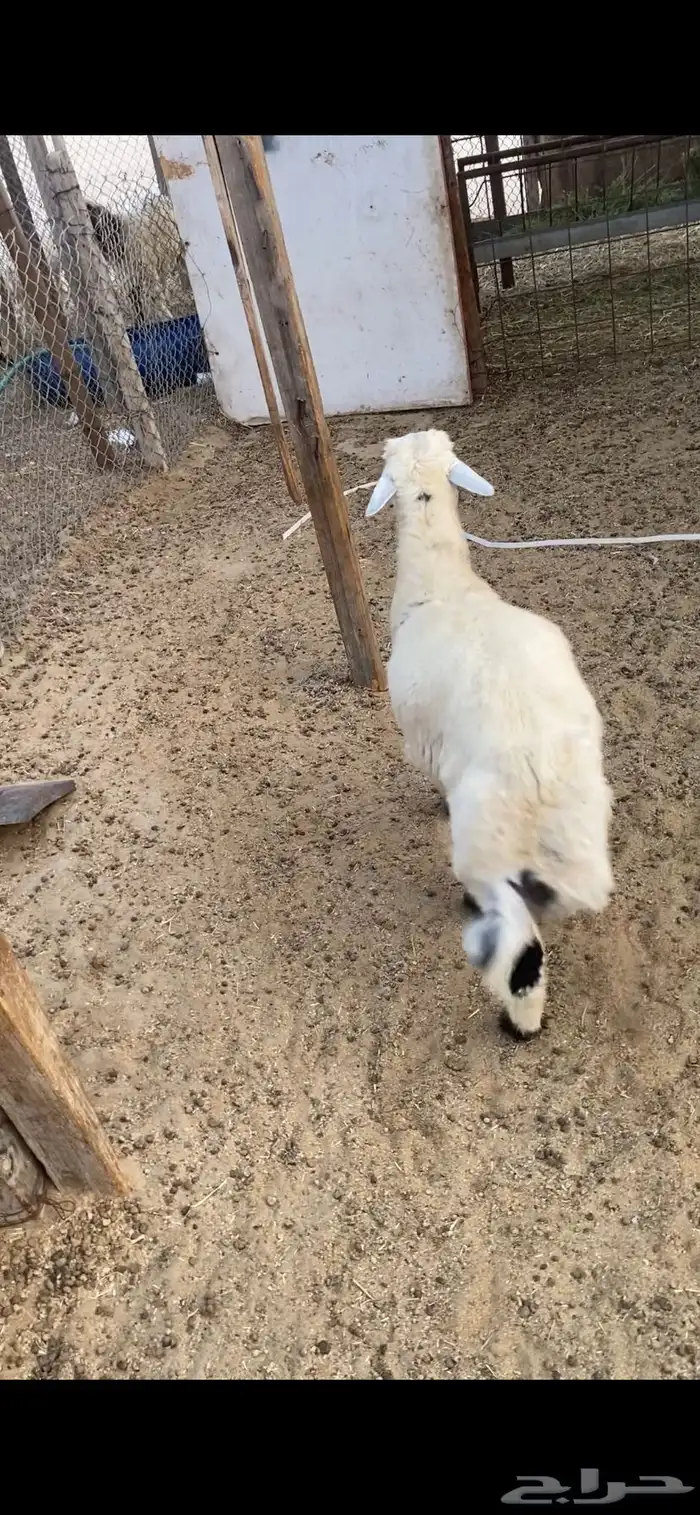 ذبايح حريات 2