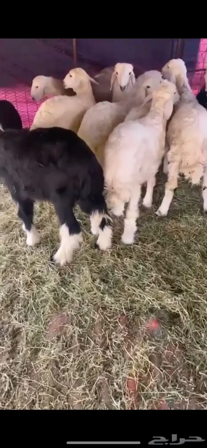 للبيع طليان و رخال سمان وطيبات 0