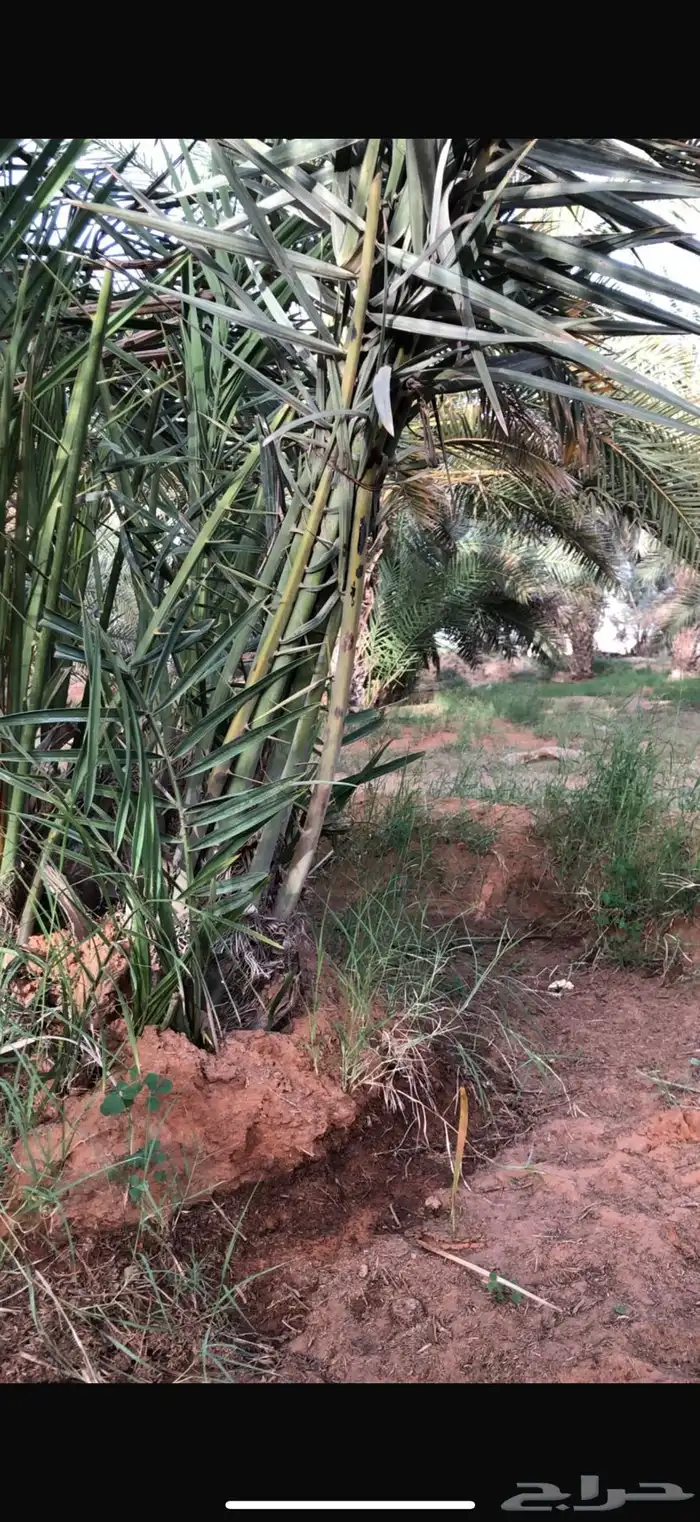 فسائل نخيل 1