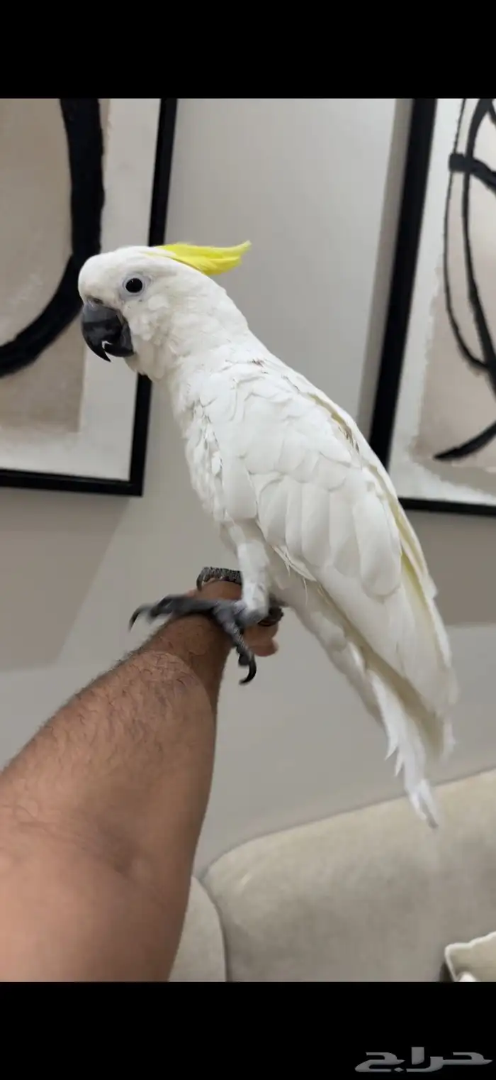 كوكاتو سلفر كريستد حجم سوبر سوبر جامبو هدد 6