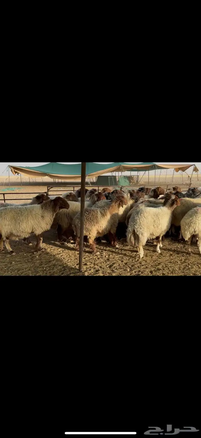 غنم نعيم دفيع . 1