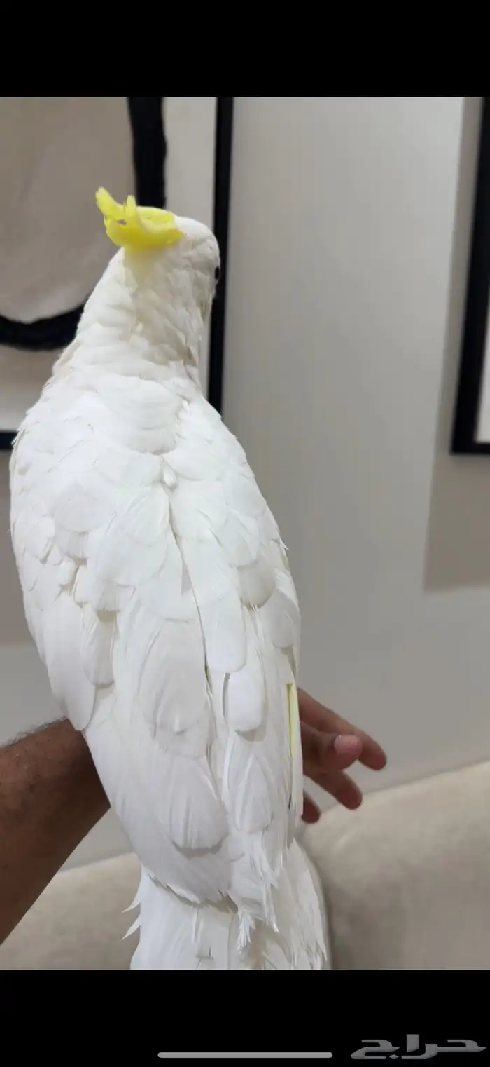 كوكاتو سلفر كريستد حجم سوبر سوبر جامبو هدد 9