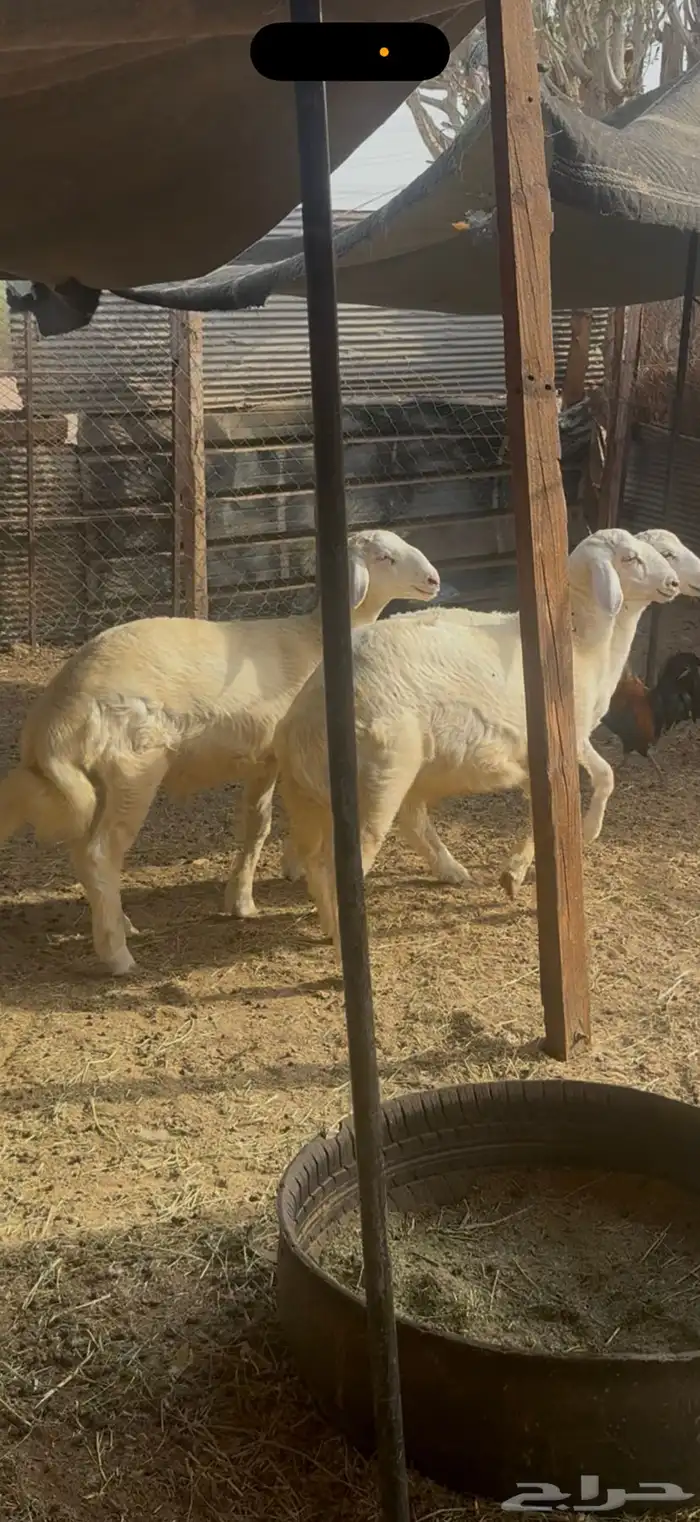 للبيع طليان مشاريع فحول برص الحقو الزين (( تم البيع )) 3