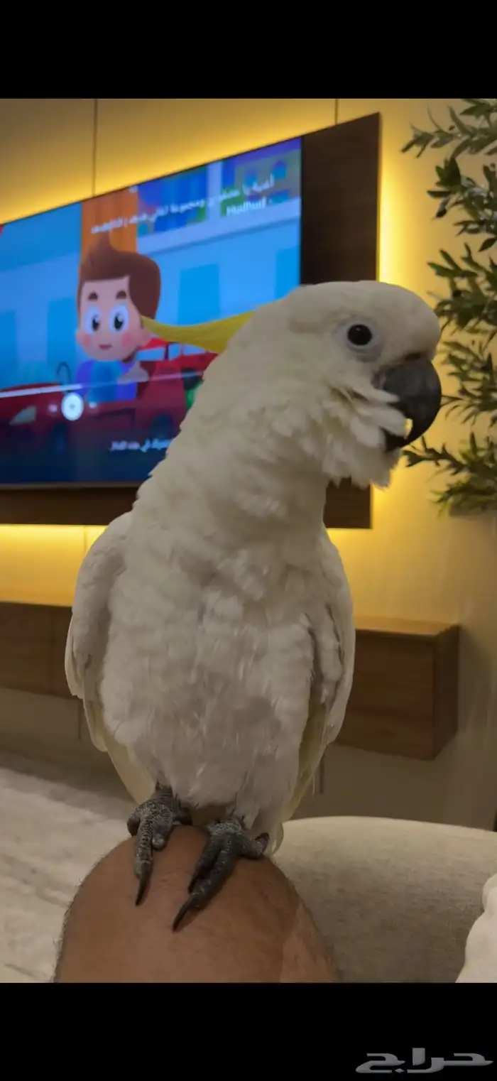 كوكاتو سلفر كريستد حجم سوبر سوبر جامبو هدد 3