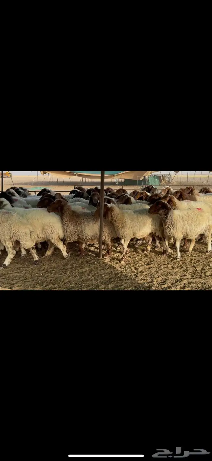 غنم نعيم دفيع . 5