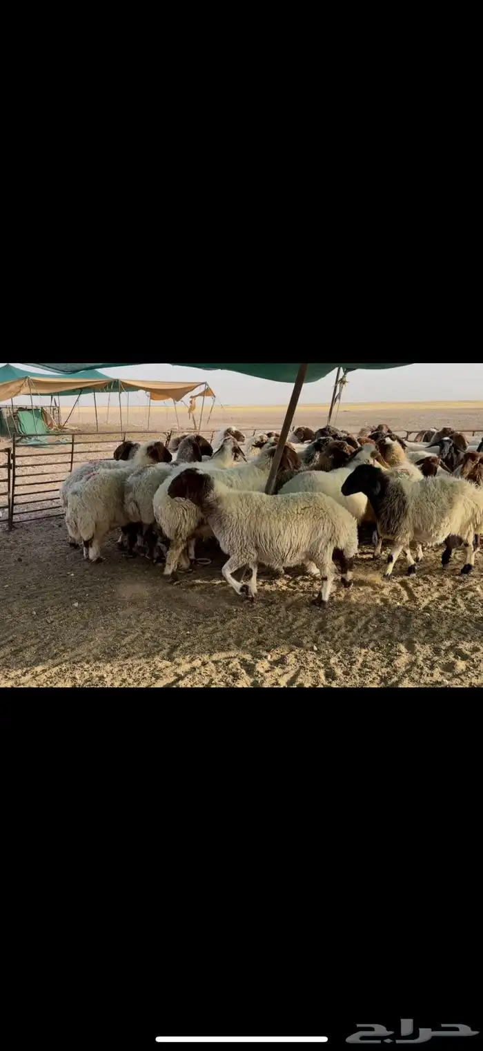 غنم نعيم دفيع . 2