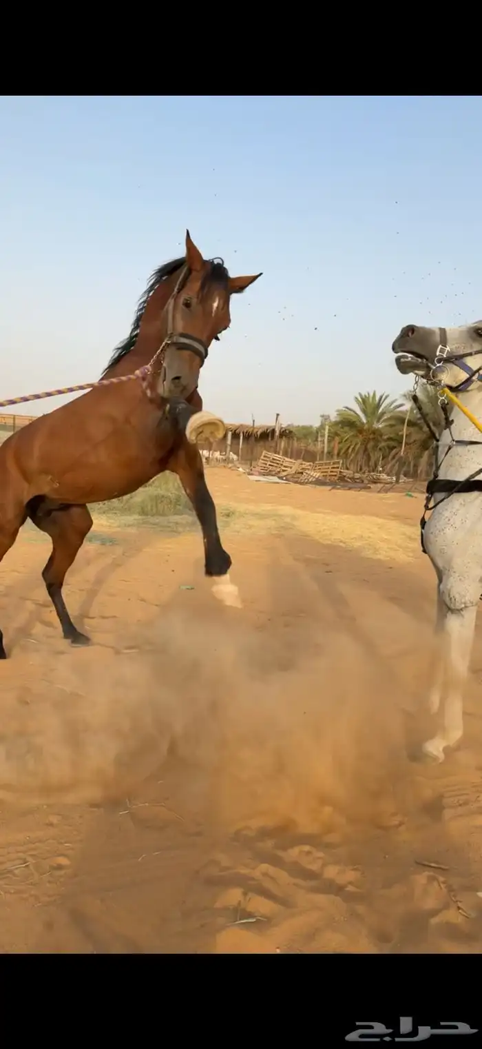 حصان شعبي 0