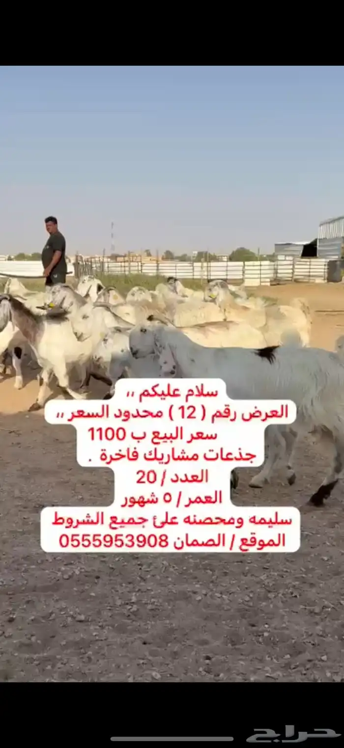 مشاريك فاخره 1