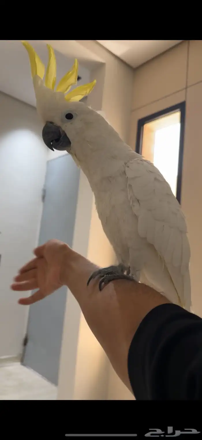 كوكاتو سلفر كريستد حجم سوبر سوبر جامبو هدد 0