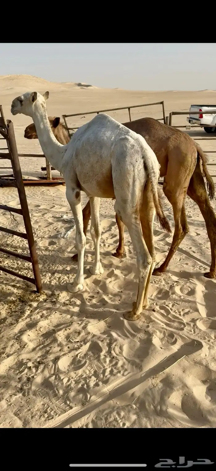 قعدان تربية طيبه 2