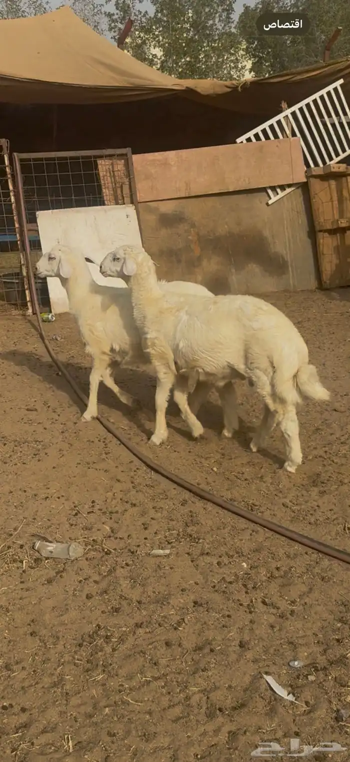 للبيع طليان مشاريع فحول برص الحقو الزين (( تم البيع )) 0
