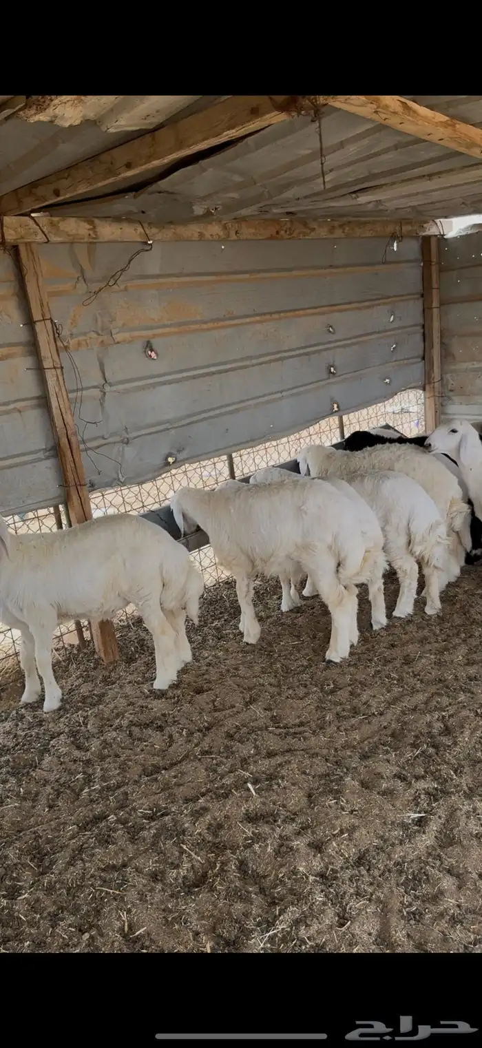 ذبايح ذبيحه حري نعيمي تيس 4